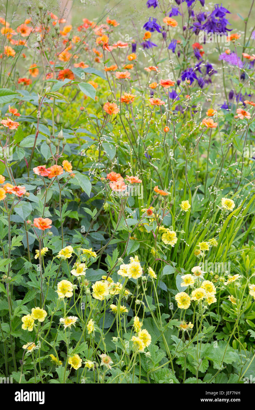 Aquilegia und Geum in einem Cottage Garden, England, Großbritannien Stockfoto