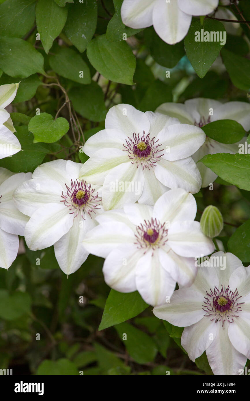 Clematis "Miss Bateman" Stockfoto