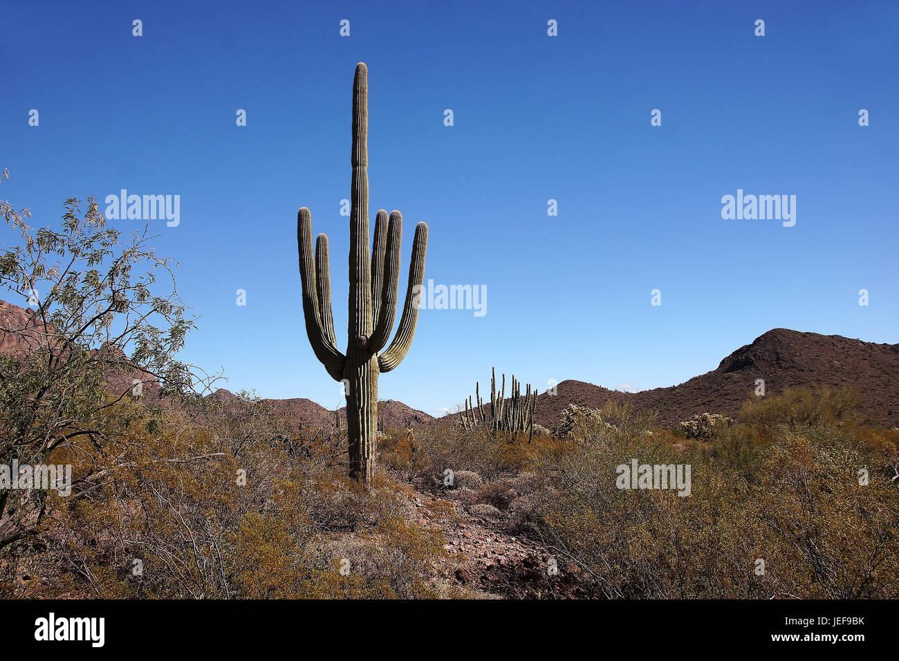 Organ Pipe Cactus NM, Arizona, USA, USA Stockfoto