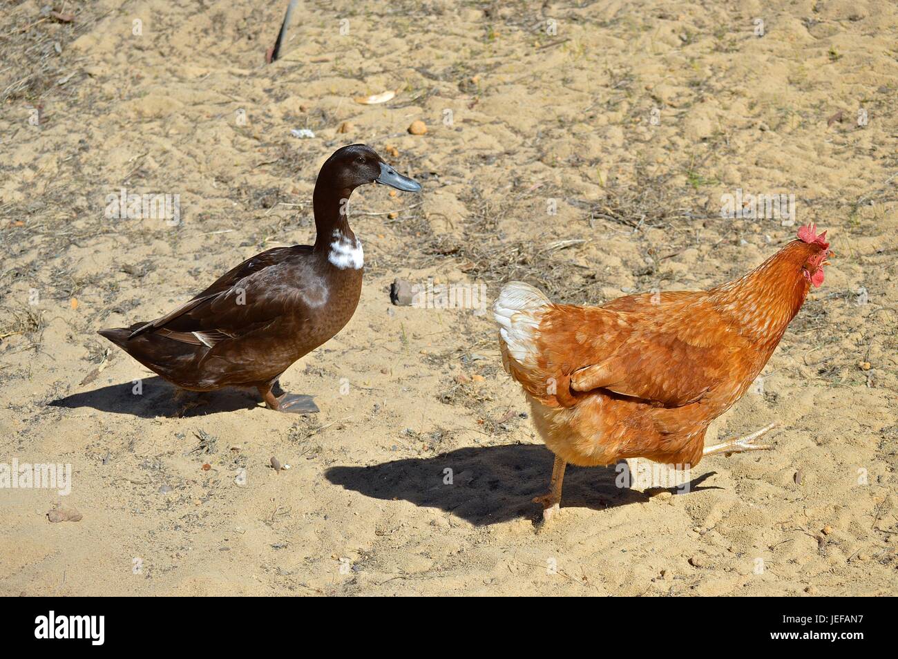 braune Ente und Orange Huhn läuft vorbei Stockfoto