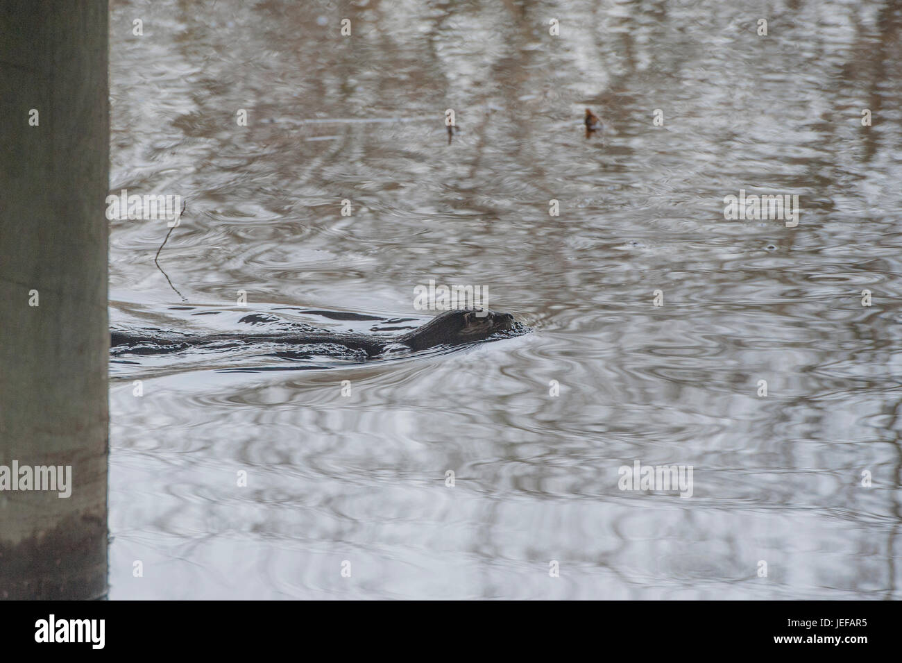 Wilde Otter (Lutra Lutra) Jagd im Fluss Helgeån, Schweden Stockfoto