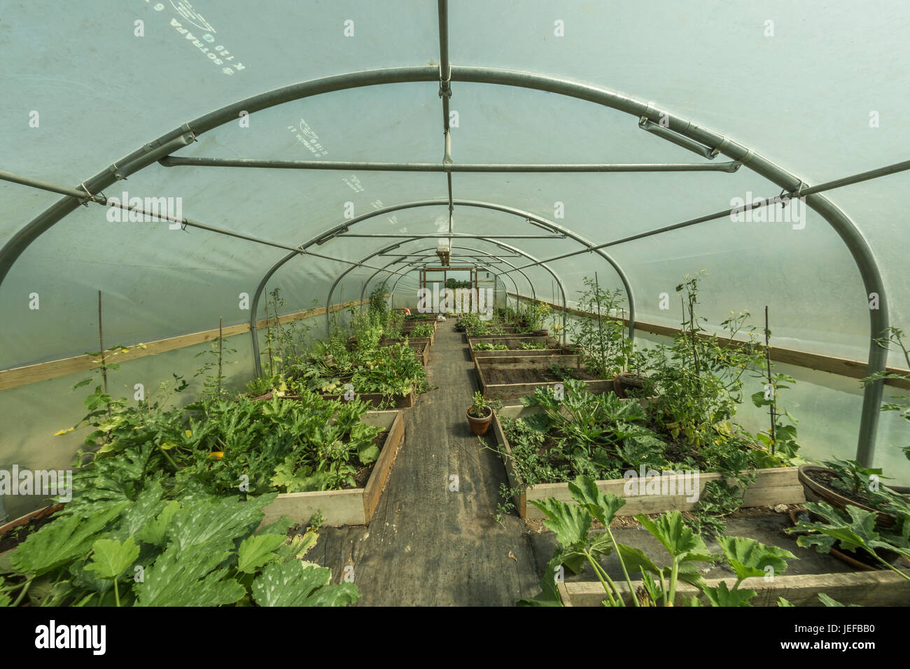 Weitwinkel Fisheye View innerhalb einer polytunnel wachsendes Gemüse - mögliche Metapher für das Konzept der Selbstversorgung, als der sich selbst angewiesen, ihr eigenes Wachsen. Stockfoto