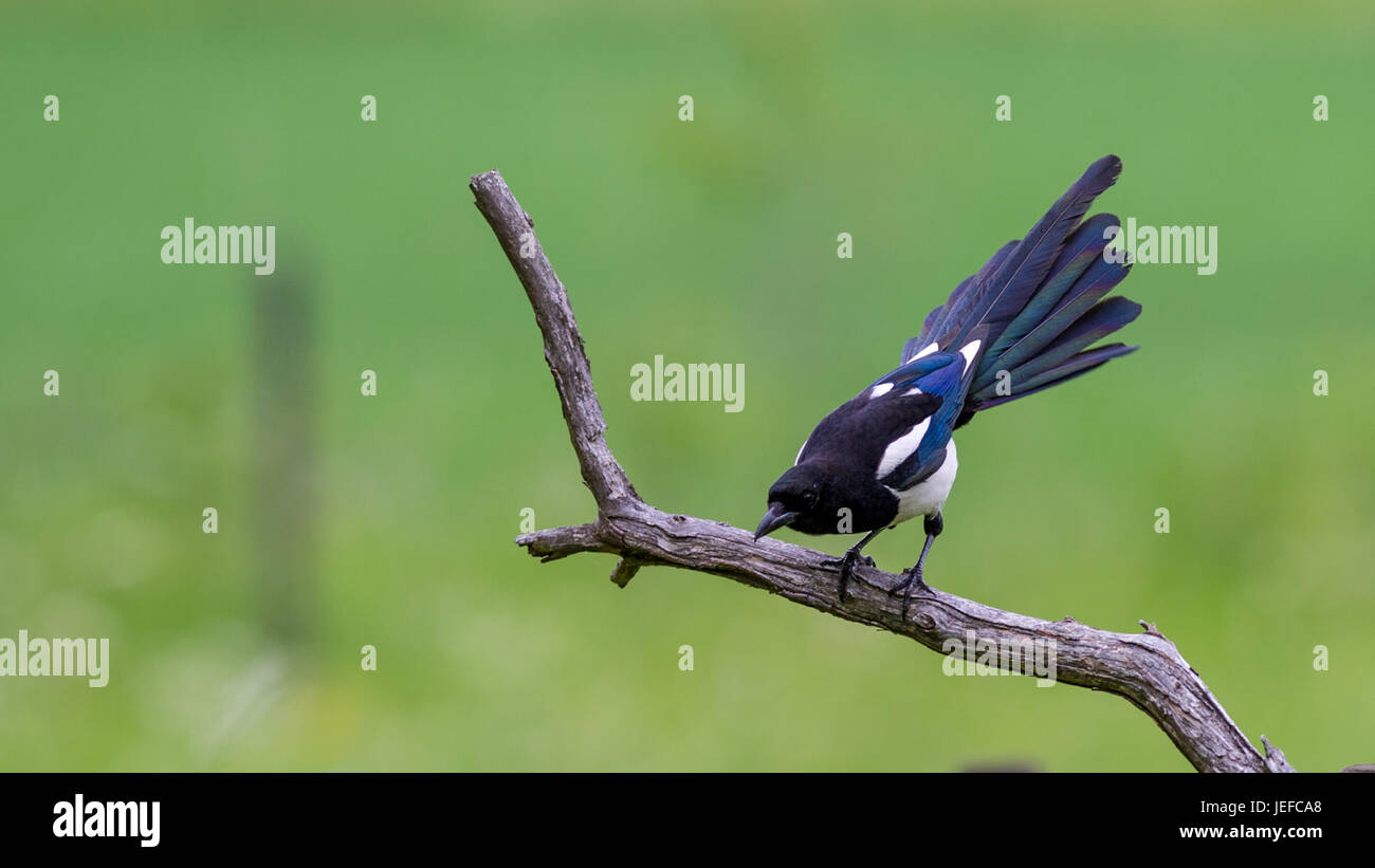 Elster (Pica Pica) auf ihrer Jagd nach Nahrung, die Nestlinge hier mit einem breiten Schweif zu verbreiten. Stockfoto