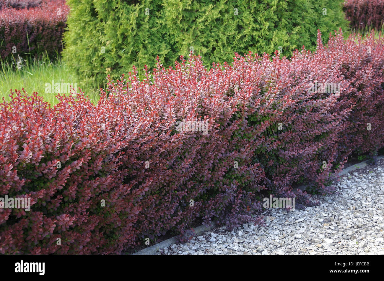 Blut-Berberitze, Berberis Thunbergii Atropurpurea, Blut-Berberitze (Berberis Thunbergii 'Atropurpurea') Stockfoto