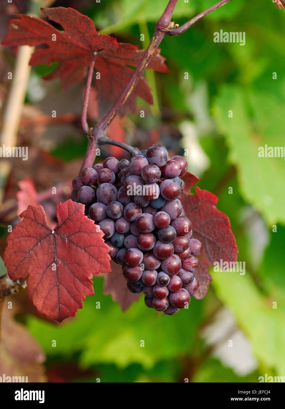 Vitis Vinifera Purpurea, Vitis Vinifera 'Purpurea' Stockfotografie Alamy