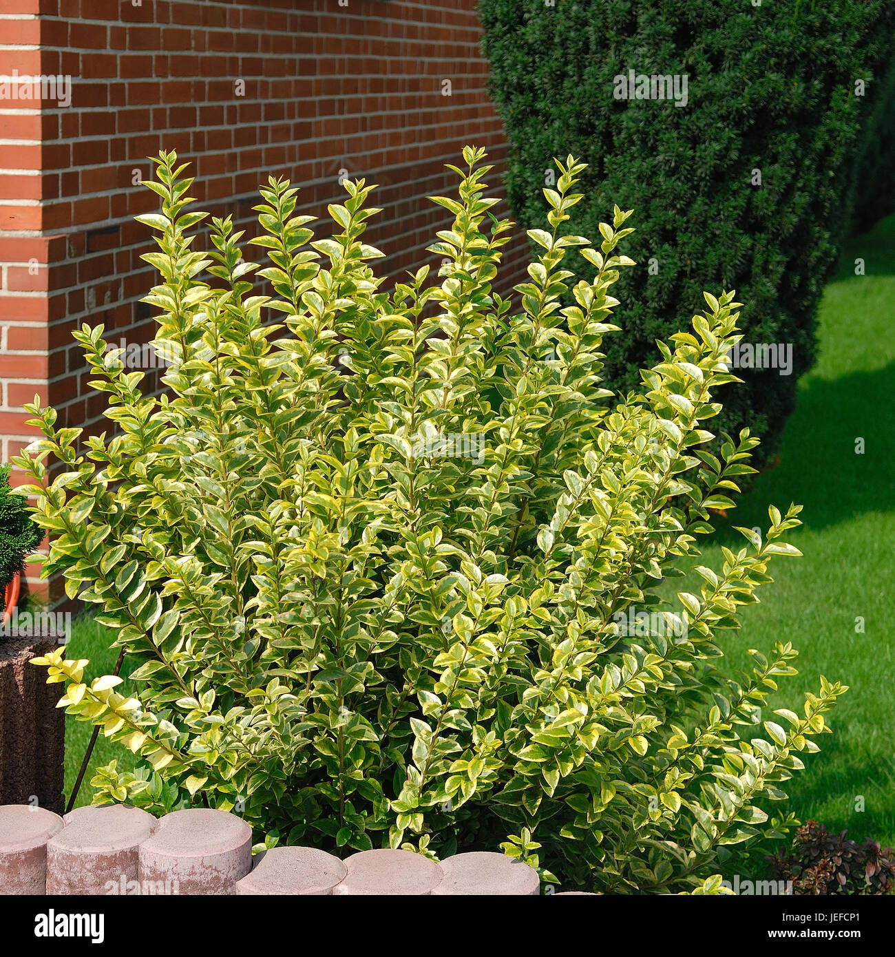 Ligustrum Ovalifolium Aureum, Ligustrum Ovalifolium 'Aureum