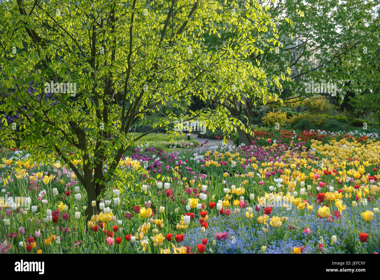 Bett in der Hermann-Gericht nach Hause, Kentucky-gelb Holz, Cladrastis Kentukea, Tulpe, Tulpen Tulipa, Tulpenbeet Im Hermannshof von Weinheim Stockfoto