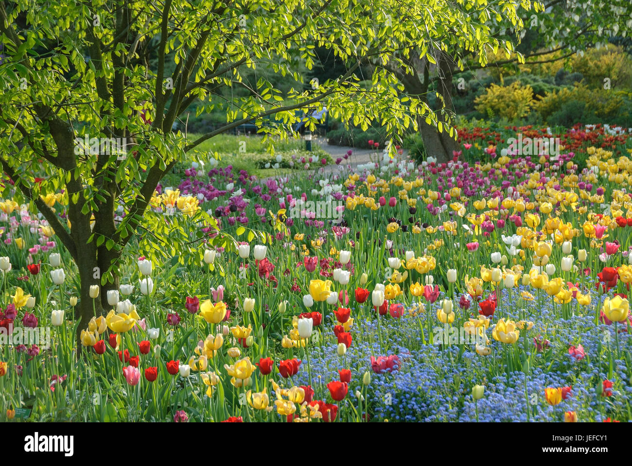 Bett in der Hermann-Gericht nach Hause, Kentucky-gelb Holz, Cladrastis Kentukea, Tulpe, Tulpen Tulipa, Tulpenbeet Im Hermannshof von Weinheim Stockfoto