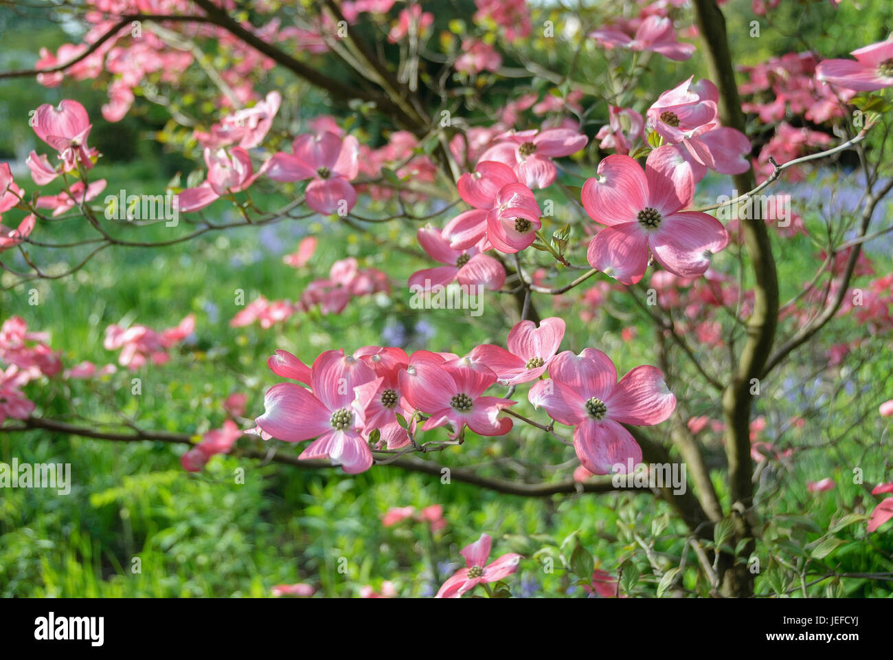 Amerikanischer Blumen-Hartriegel, Cornus Florida Rubra, Amerikanischer Blueten-Hartriegel (Cornus Florida F. Rubra) im Anschluss an Stockfoto