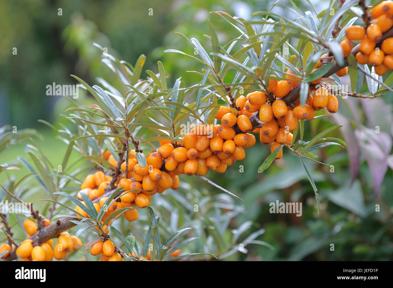 Sandy Dorn, Hippophae Rhamnoides SANDORA, Sanddorn (Hippophae Rhamnoides SANDORA) Stockfoto