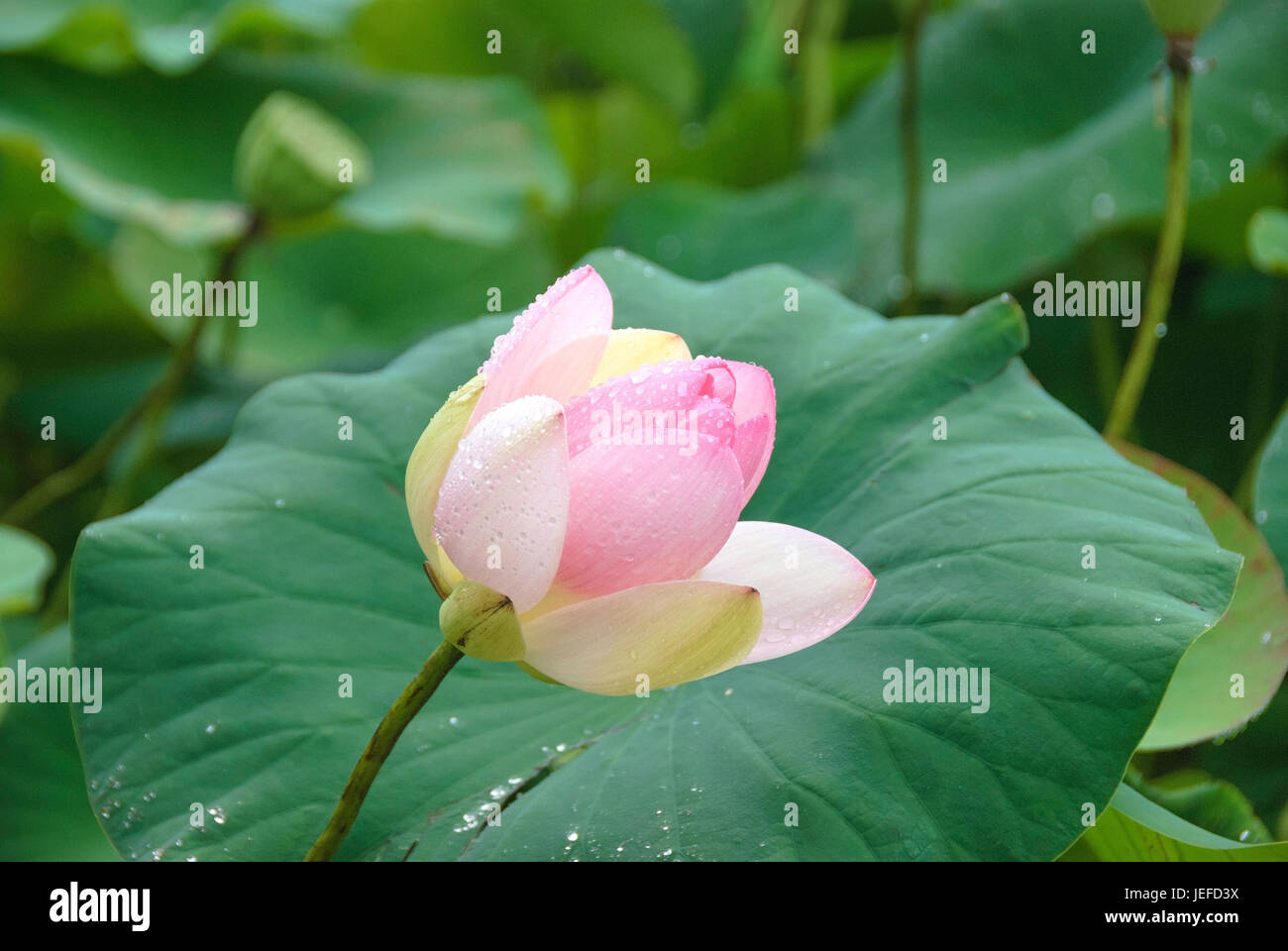 Indischer Lotus, Nelumbo Nucifera Indische Lotosblume (Nelumbo Nucifera) Stockfoto