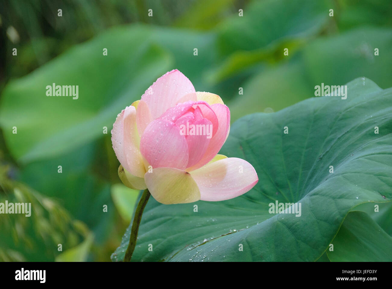 Indischer Lotus, Nelumbo Nucifera Indische Lotosblume (Nelumbo Nucifera) Stockfoto