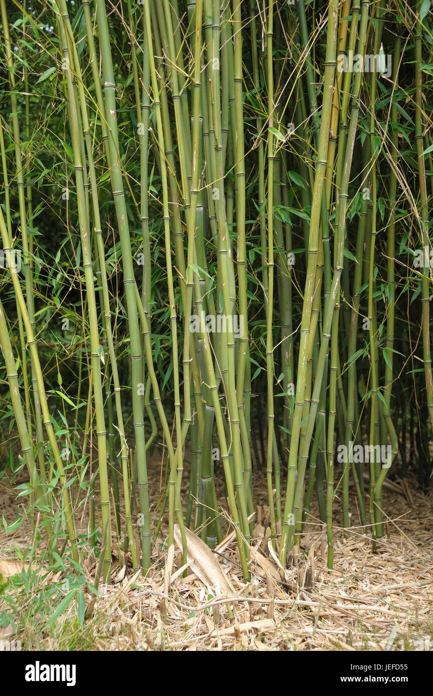 Gelbe BoxEbene Rohr Bambus, Phyllostachys Aureosulcata, Gelbgruben