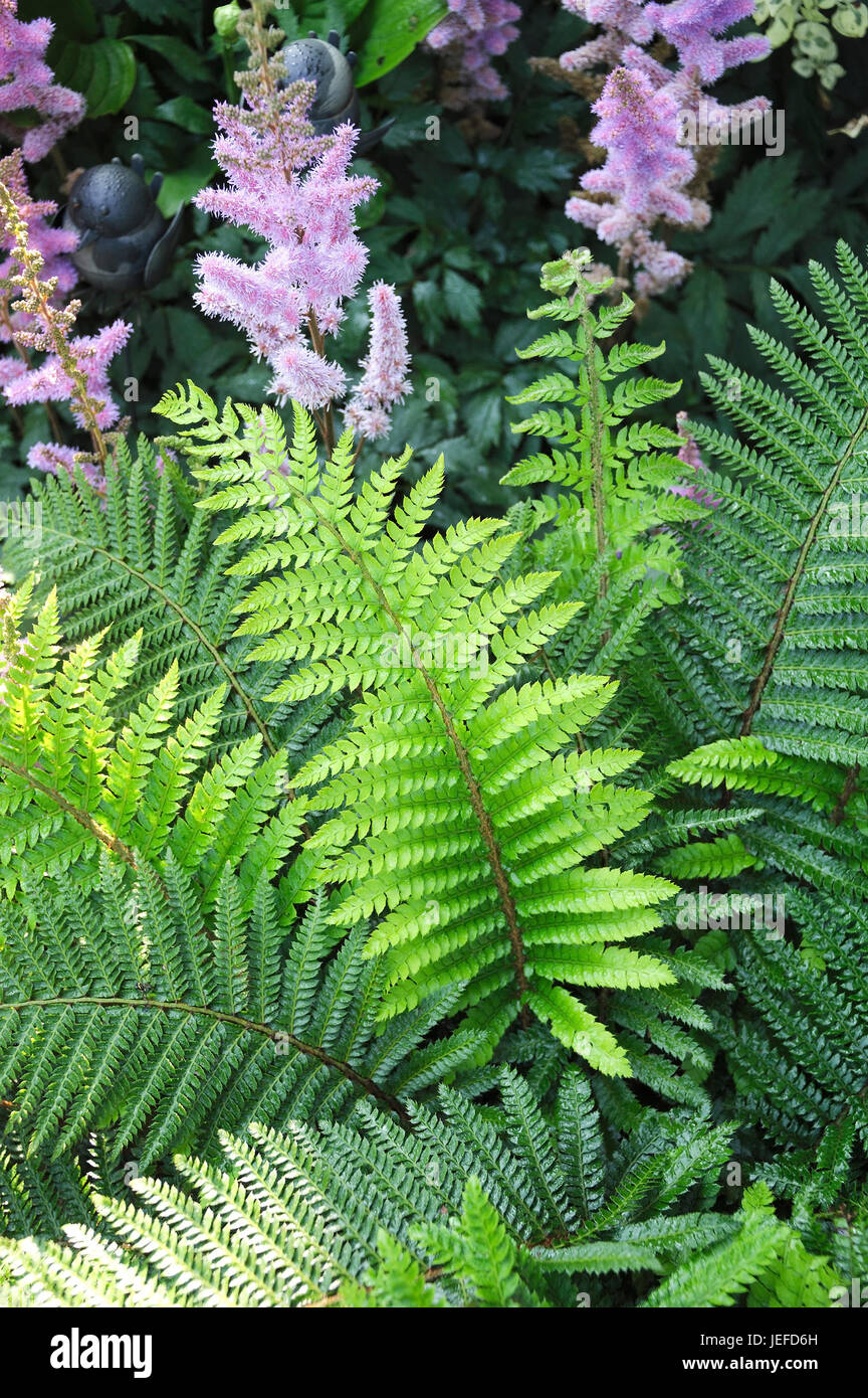 Ebene filigrane Farn, Polystichum Setiferum Proliferum, Astilbe, Flacher  Filigranfarn (Polystichum Setiferum 'Proliferum'), (Astilben  Stockfotografie - Alamy
