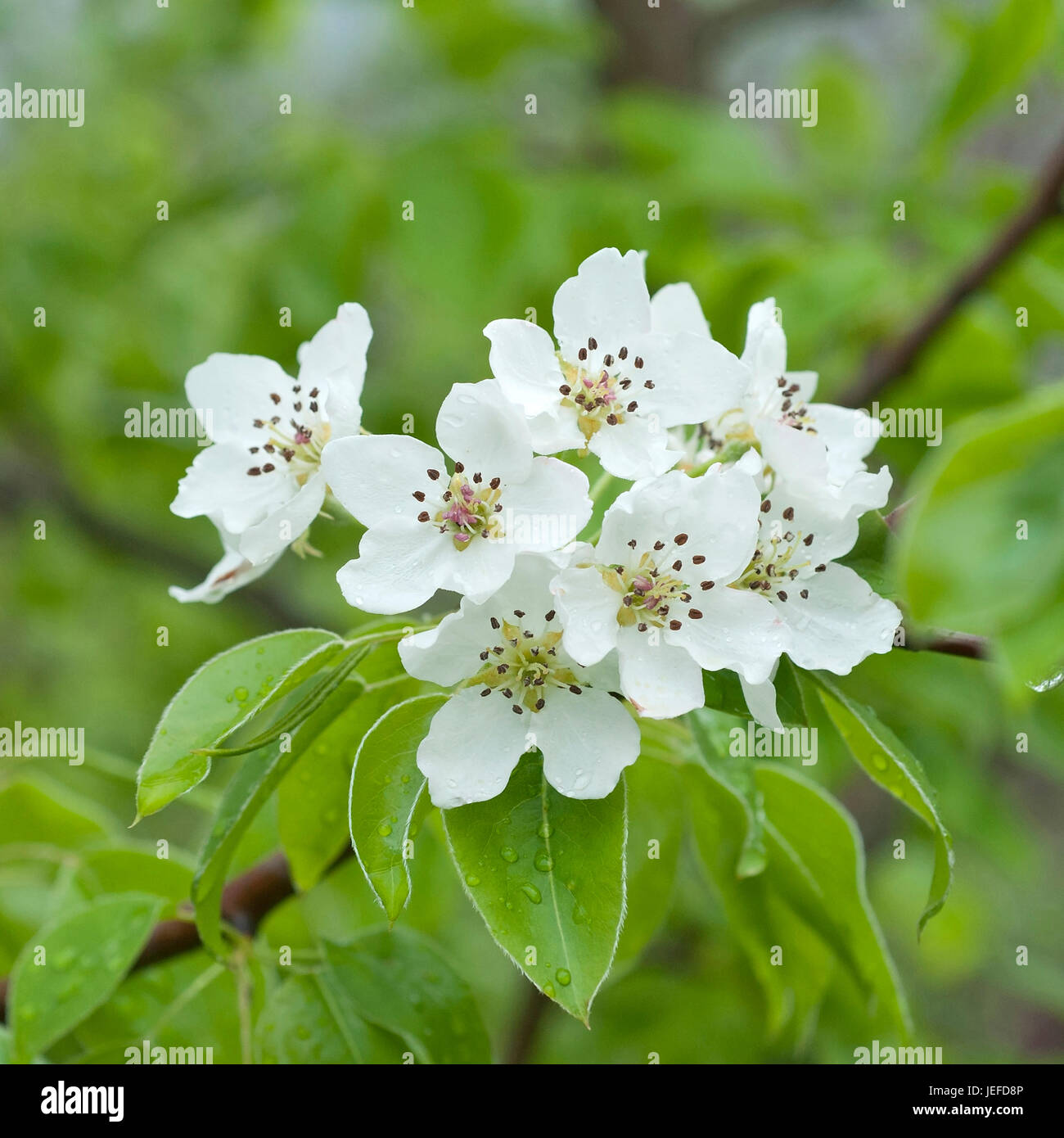 Wildbirne, Pyrus Regelii, Wildbirne (Pyrus Regelii Stockfotografie Alamy