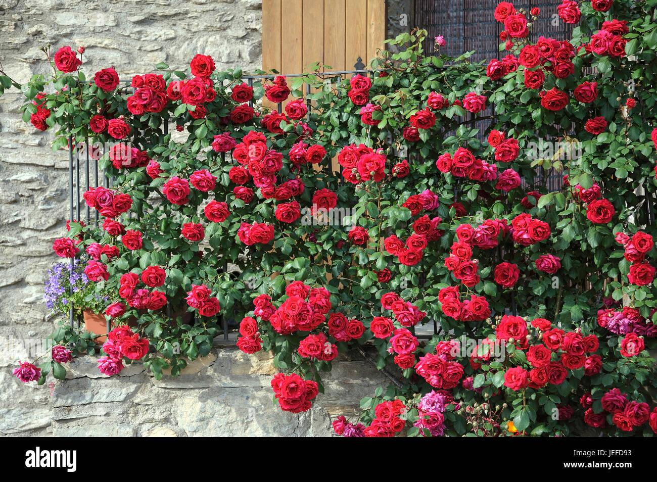 Rose rot Klettern, Klettern rose, Rose, Rote Kletterrose, Kletter-Rose (Rosa) Stockfoto