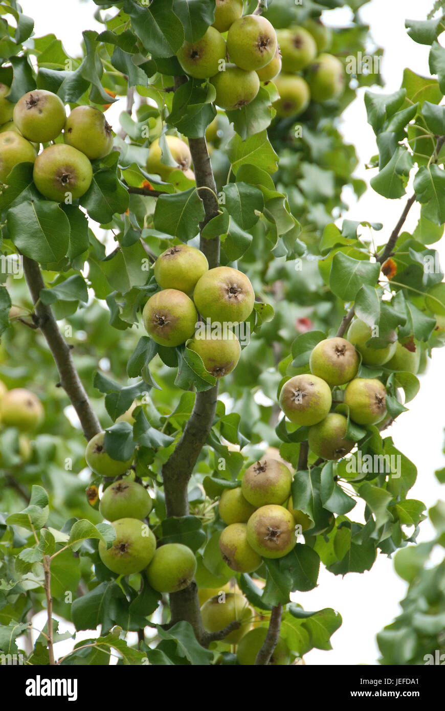Wildbirne, Pyrus Canescens, Wildbirne (Pyrus Canescens Stockfotografie