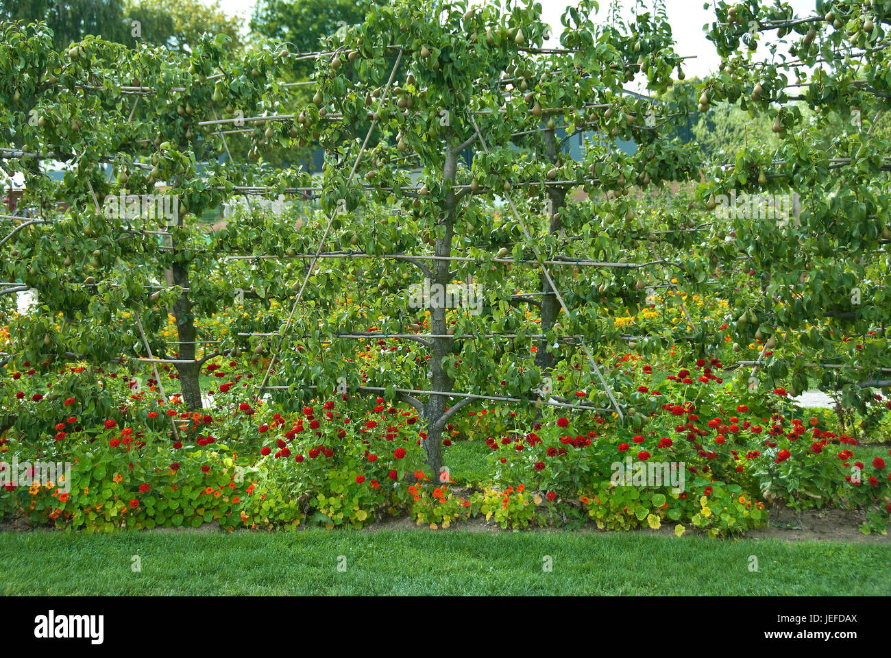 Spalier Birne, Pyrus Communis Konferenz, Spalier-Birne (Pyrus Communis 'Conference') Stockfoto