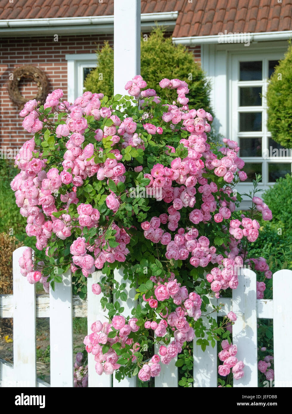 Rambler-Rose, Rose Raubritter Rambler-Rose (Rosa "Raubritter") Stockfoto