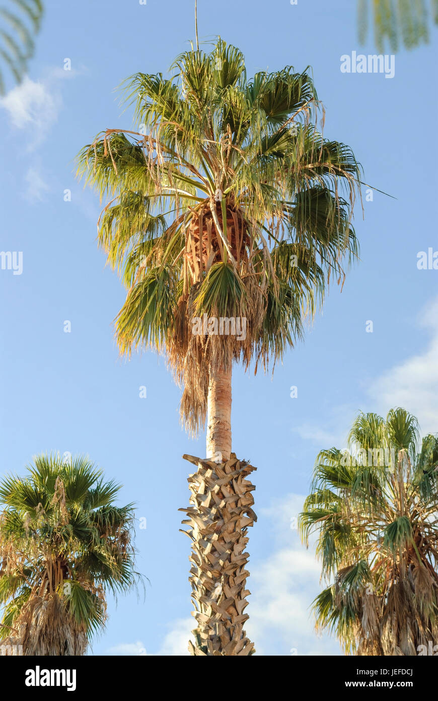 Mexikanische Washington Palme, Washingtonia Robusta, Mexikanische Washingtonpalme (Washingtonia Robusta) Stockfoto