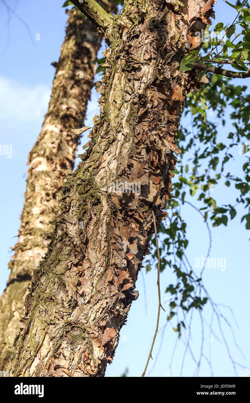 Baum Beleuchten Von Unten