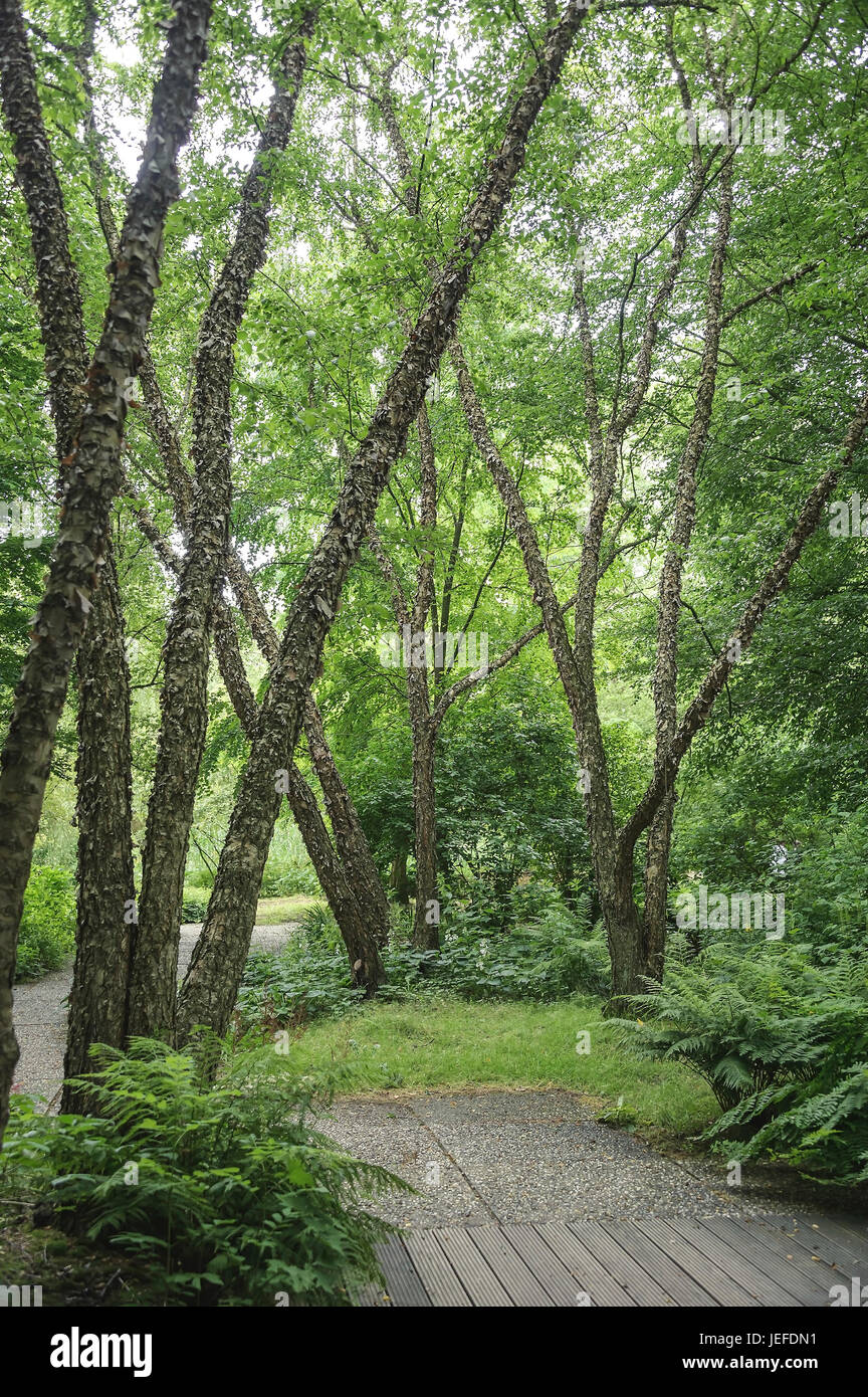 Schwarz-Birke, Betula Nigra Schwarz-Birke (Betula Nigra) Stockfoto