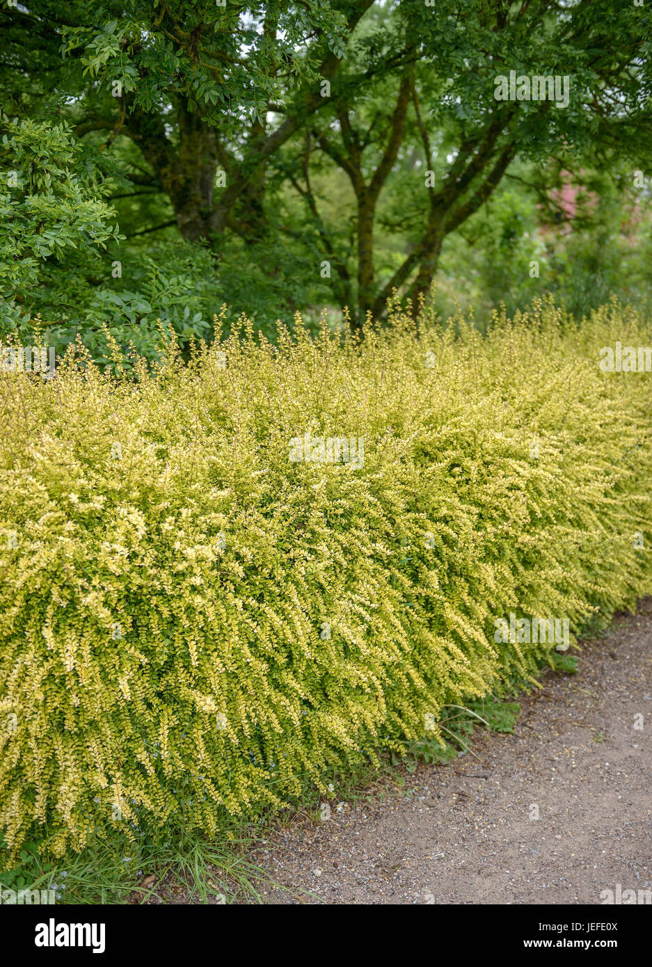 photinia little fenna Photinia Little Fenna 5 Litre Pot — Grasslands Nursery main image 1