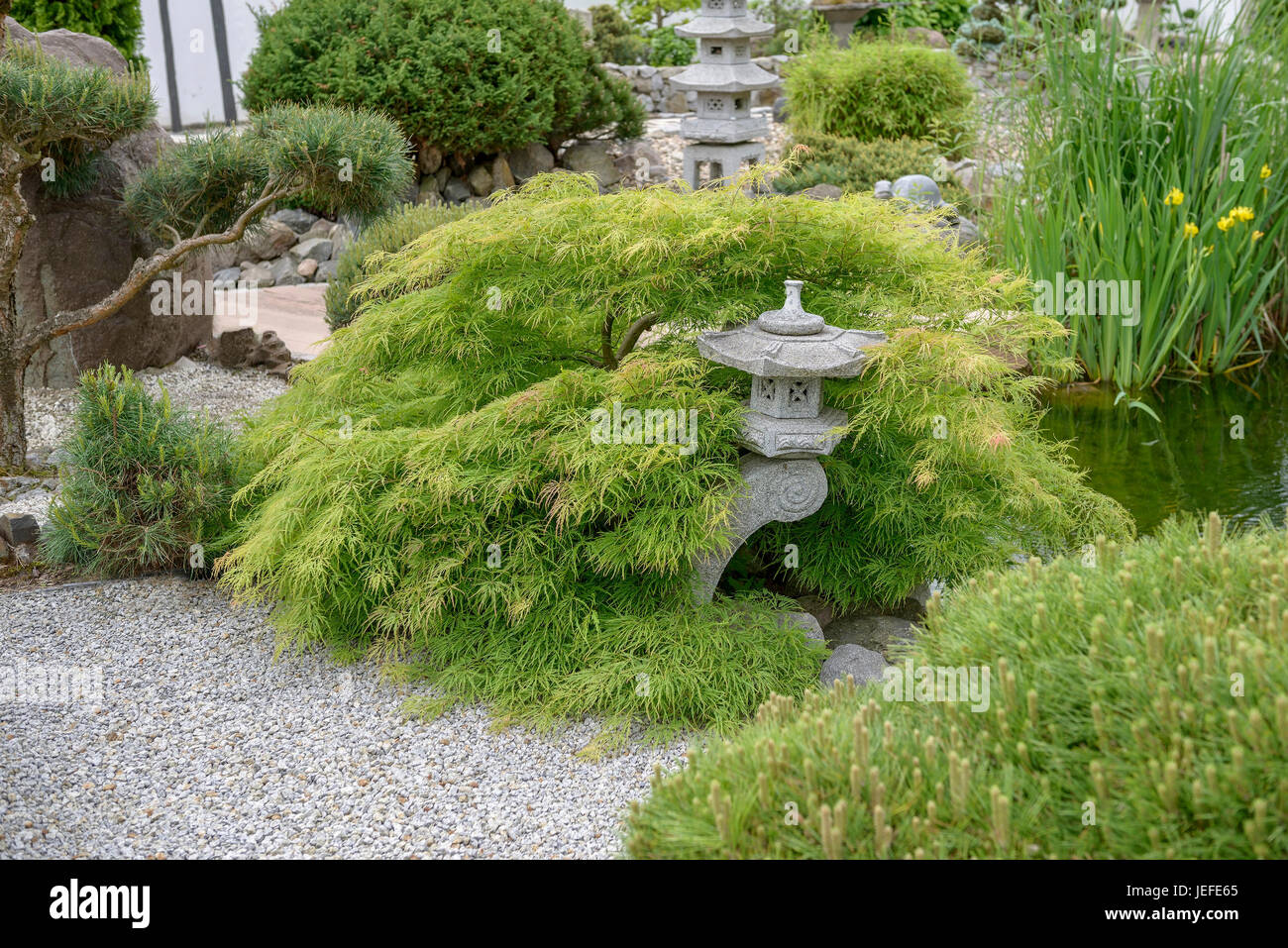 Japanischer Garten, grüner Schlitz Ahorn, Acer Palmatum Dissectum, Gartenlandschaft Garten, Grüner Schlitz-Ahorn (Acer Palmatum 'Dissectum') Stockfoto