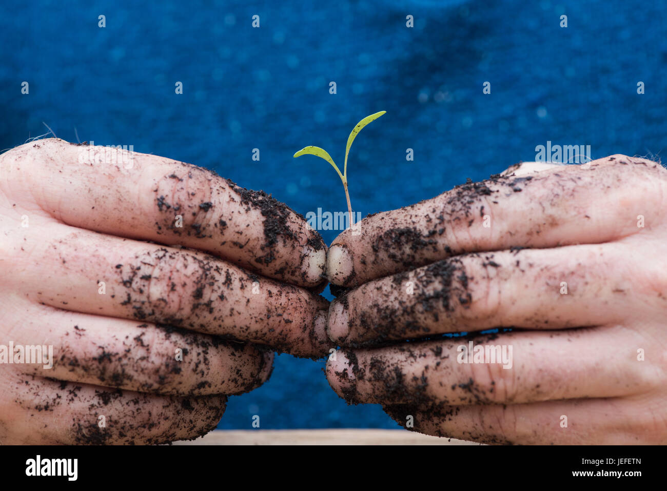 Gärtner Hände halten ein Gemüse säen in seinen Händen. Nahaufnahme Makro. UK Stockfoto