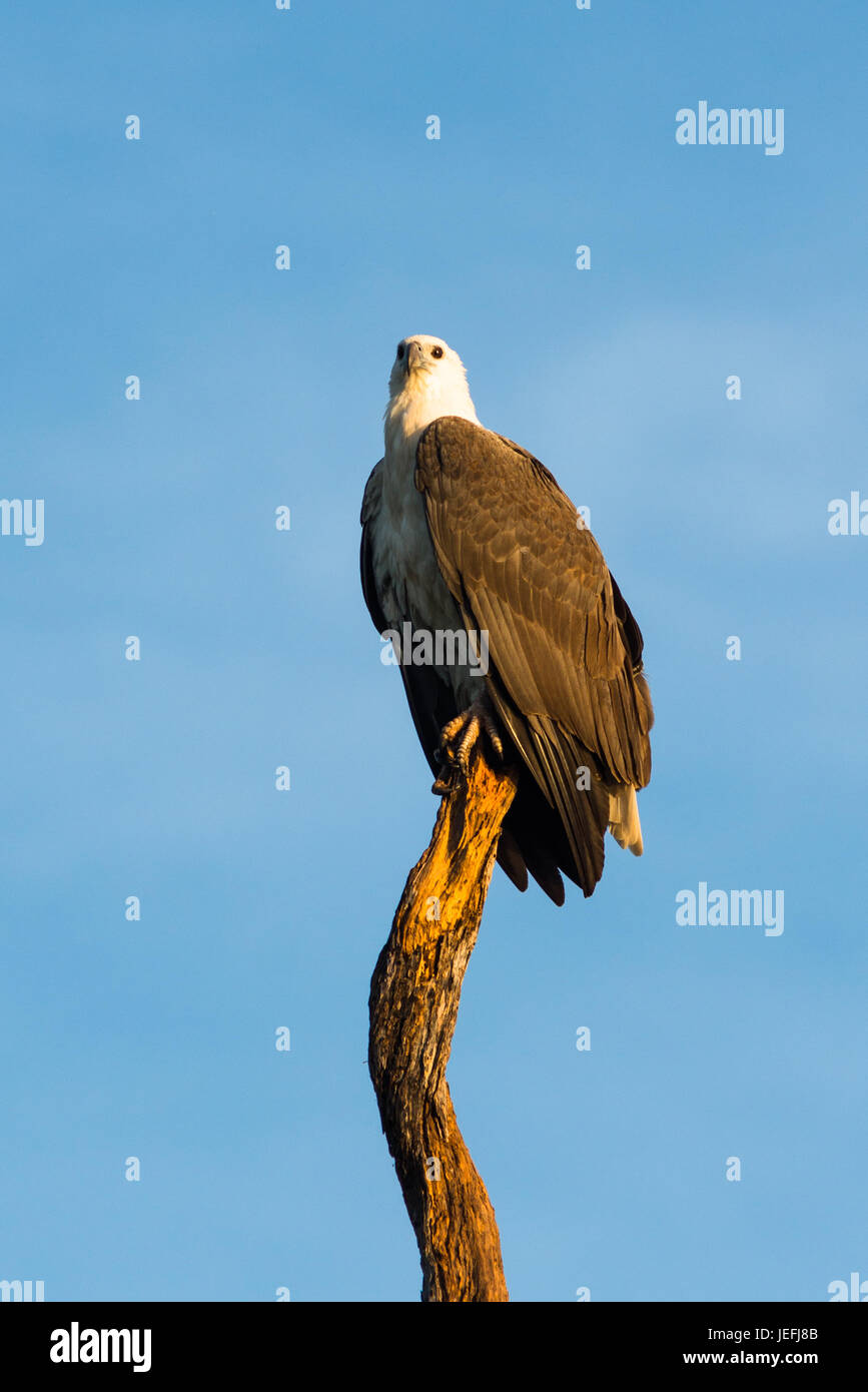 White-bellied Seeadler am gelben Wasser Feuchtgebiete. Cooinda, Kakadu-Nationalpark, Northern Territory, Australien Stockfoto