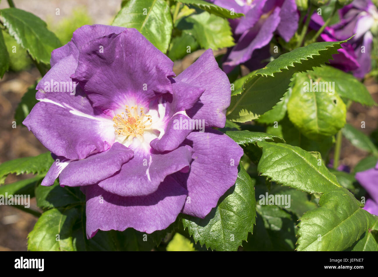 einzelne schöne violett gefärbt rose in einem sonnigen Garten Stockfoto