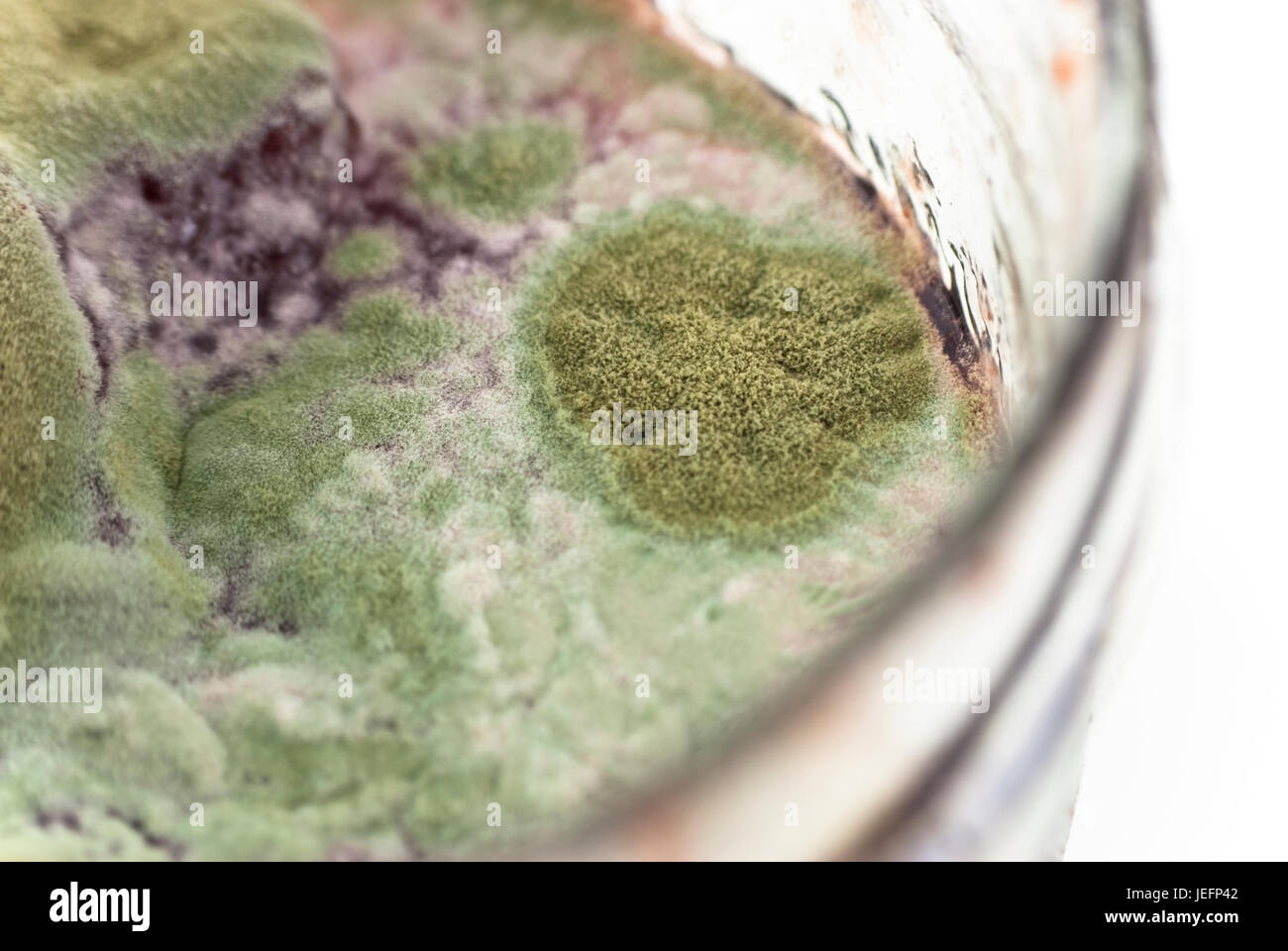 Makroaufnahme von grünen Bakterien wachsen auf Marmelade.  Weißen Hintergrund. Stockfoto