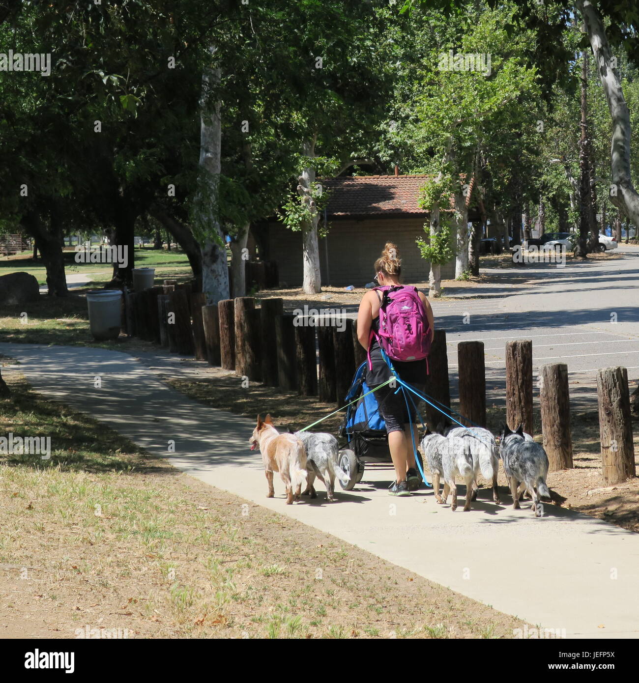 Dog Walker mit Schaf-Hunde und Welpen in einem Kinderwagen, Kit Carson Park, Escondido, CA Stockfoto