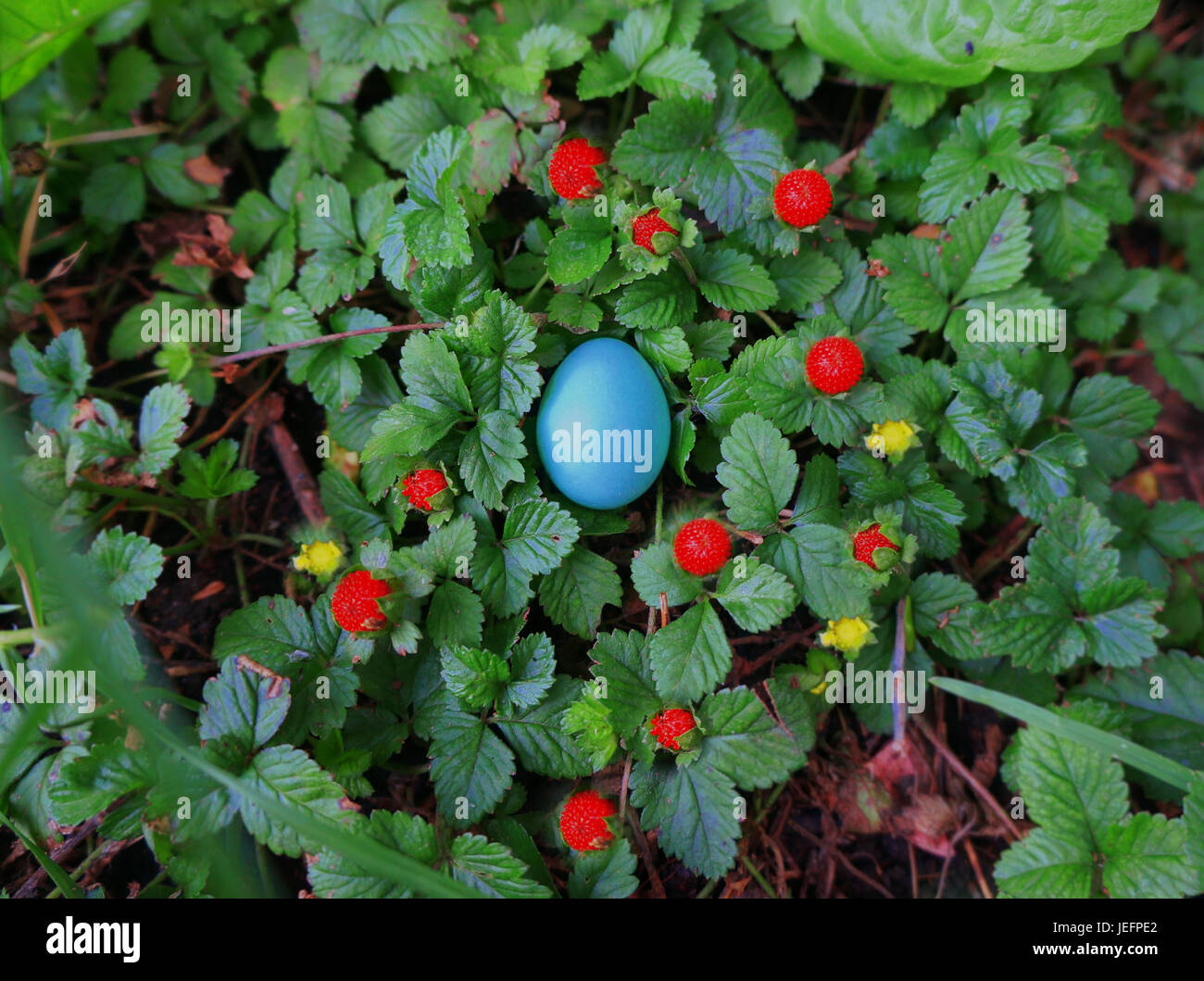 Unhatched robin Egg, baby Bird, Ei, Robin Ei, Frühling, die Natur, Erdbeeren, blau, Robin Stockfoto