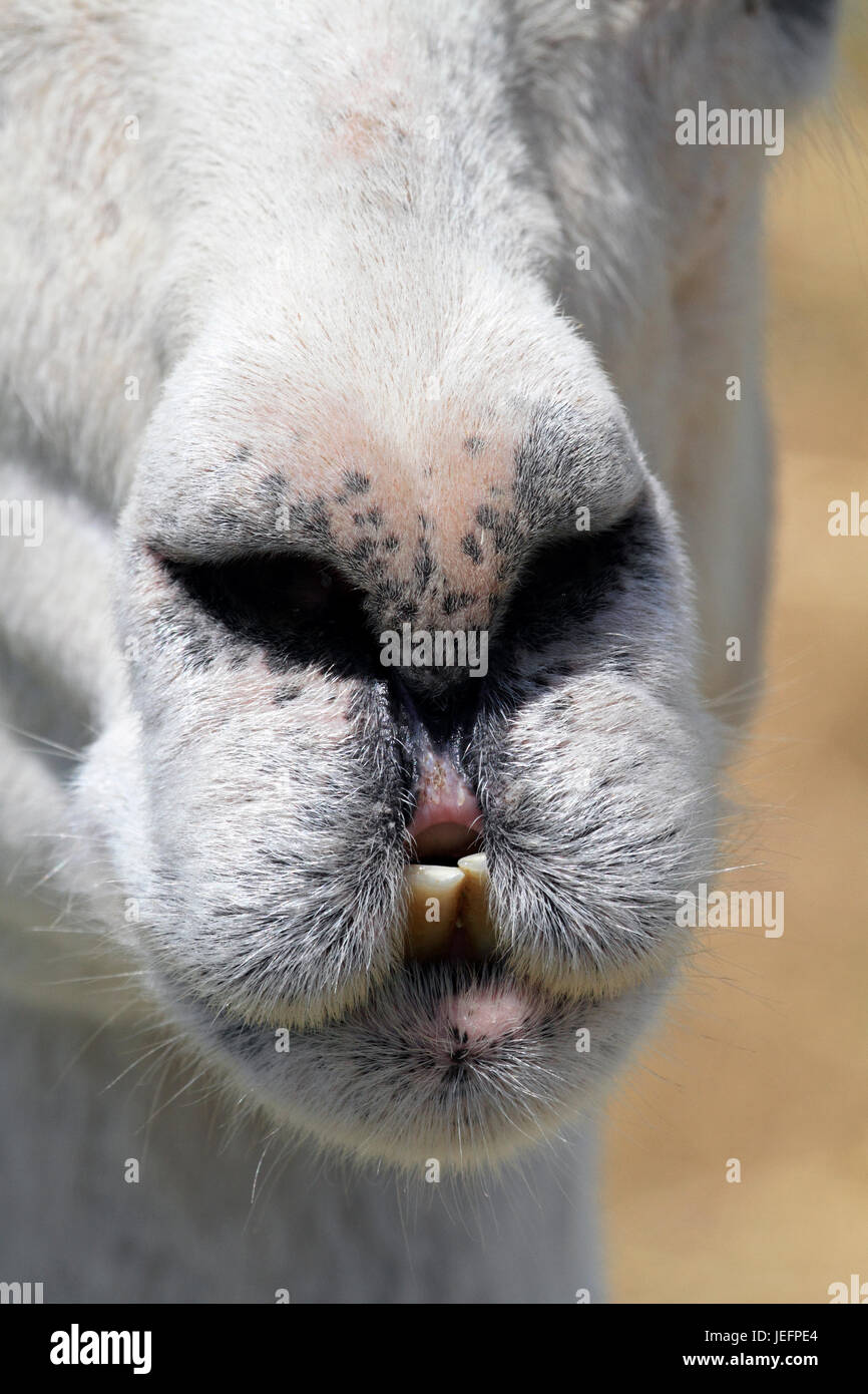 Eine Nahaufnahme eine Schnauze von Alpaca, die wie ein Gesicht in einem Gesicht aussieht. Stockfoto