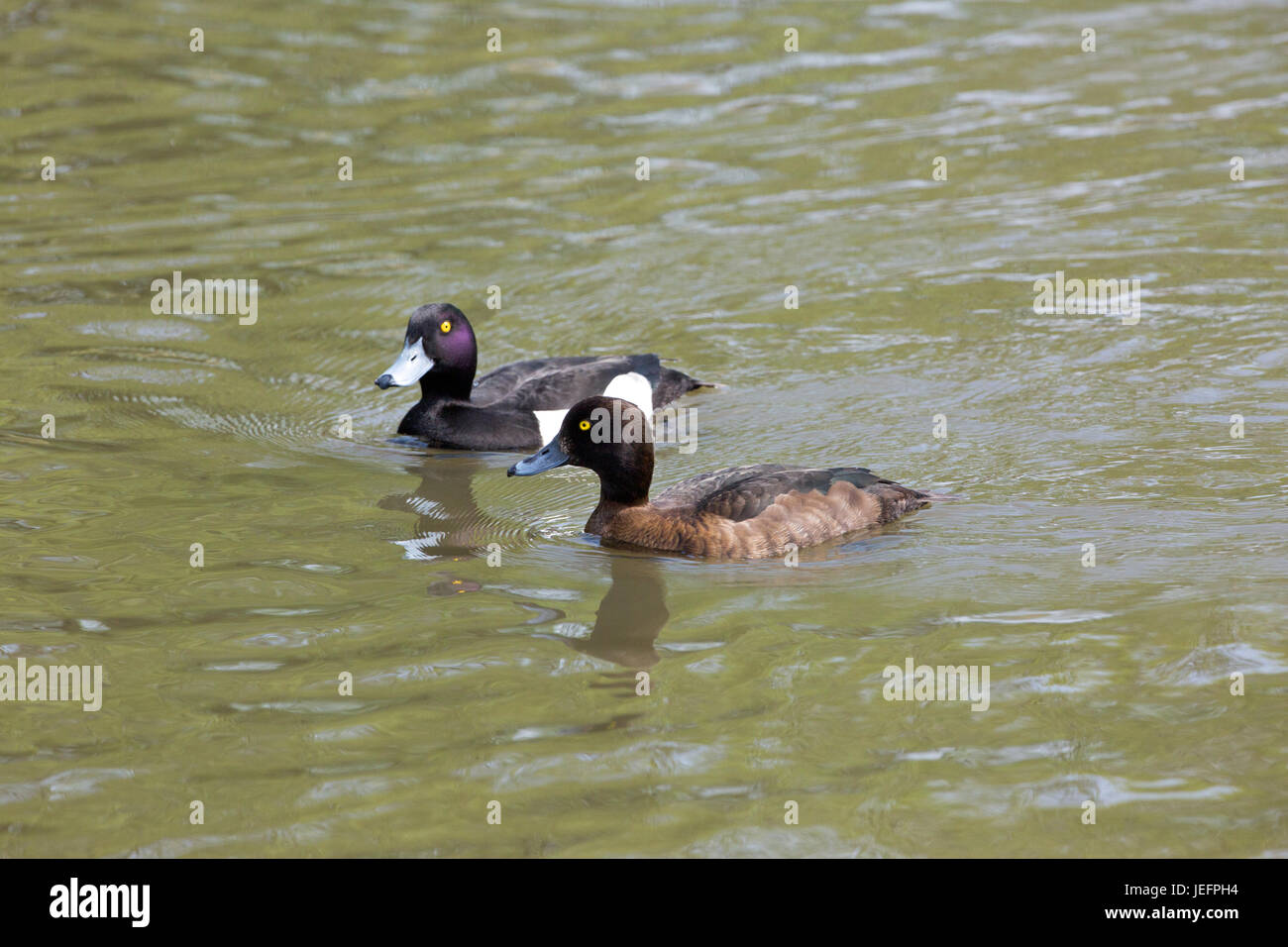 Tufted Ducks Aythya Fuligula. Paar, männlich und weiblich. Stockfoto