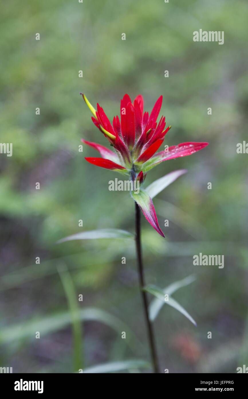 Indian Paintbrush (Castilleja oder Prairie Fire) Wilde Blume blühen in den Ausläufern der Rocky Mountains in Alberta Kanada Stockfoto