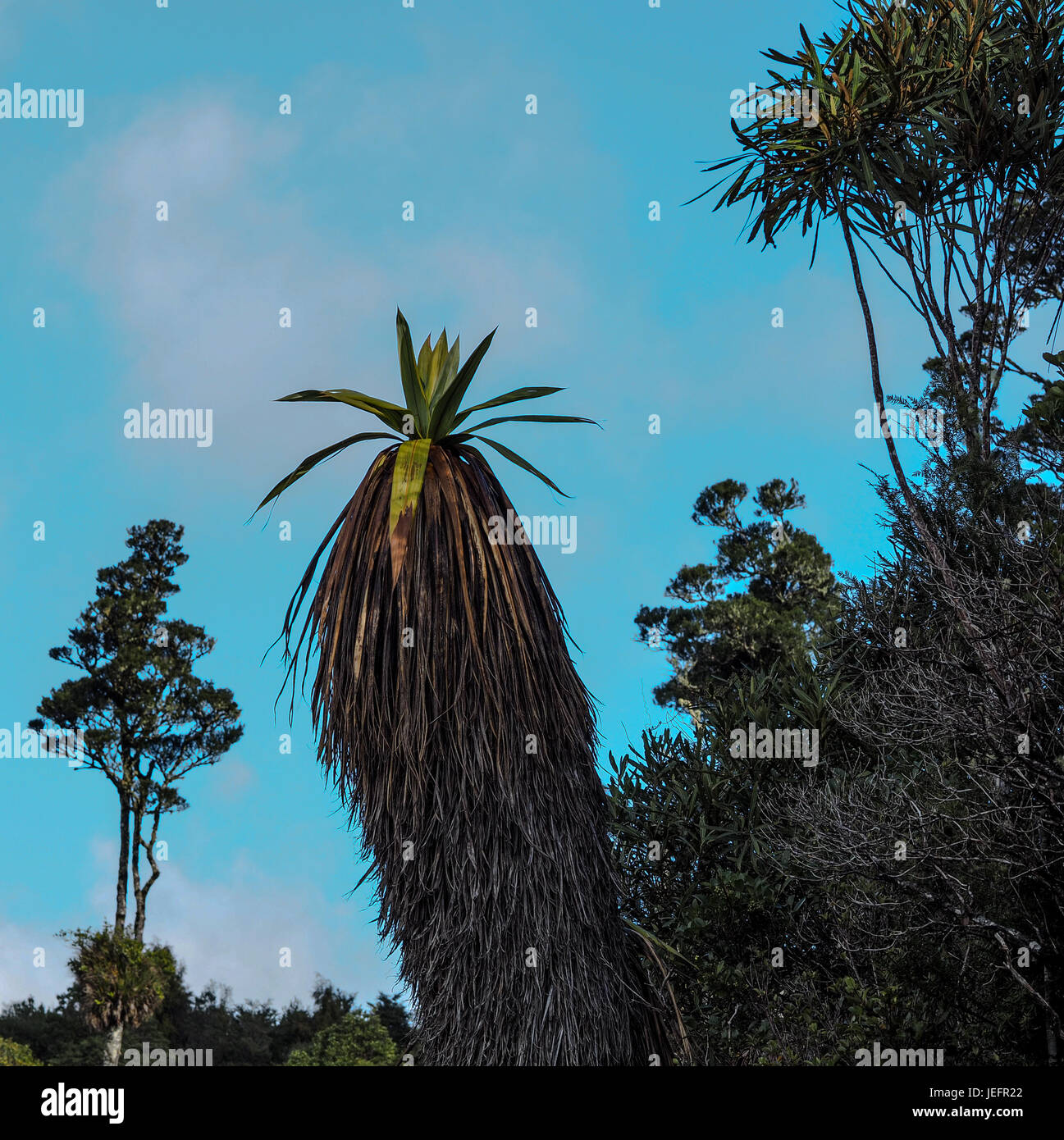 Toi, Berg Kohl Baum, Cordyline Indivisa und Lancewood, Pseudopanax Crassifolius, Horoeka, Erua Wald, Tongariro, Neuseeland Stockfoto