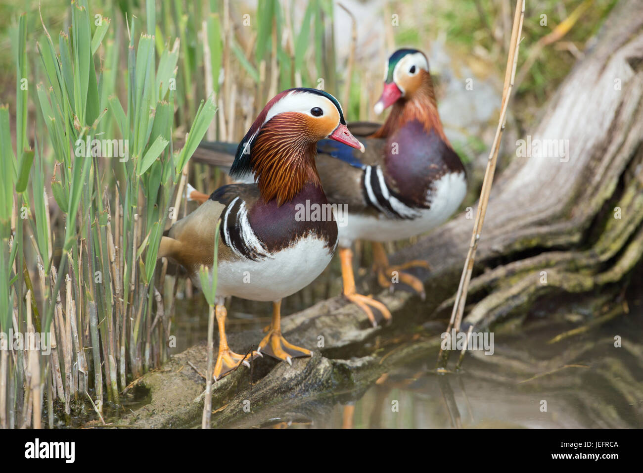 Mandarinente Aix Galericulata. Zwei Erpel oder Männchen. Stockfoto