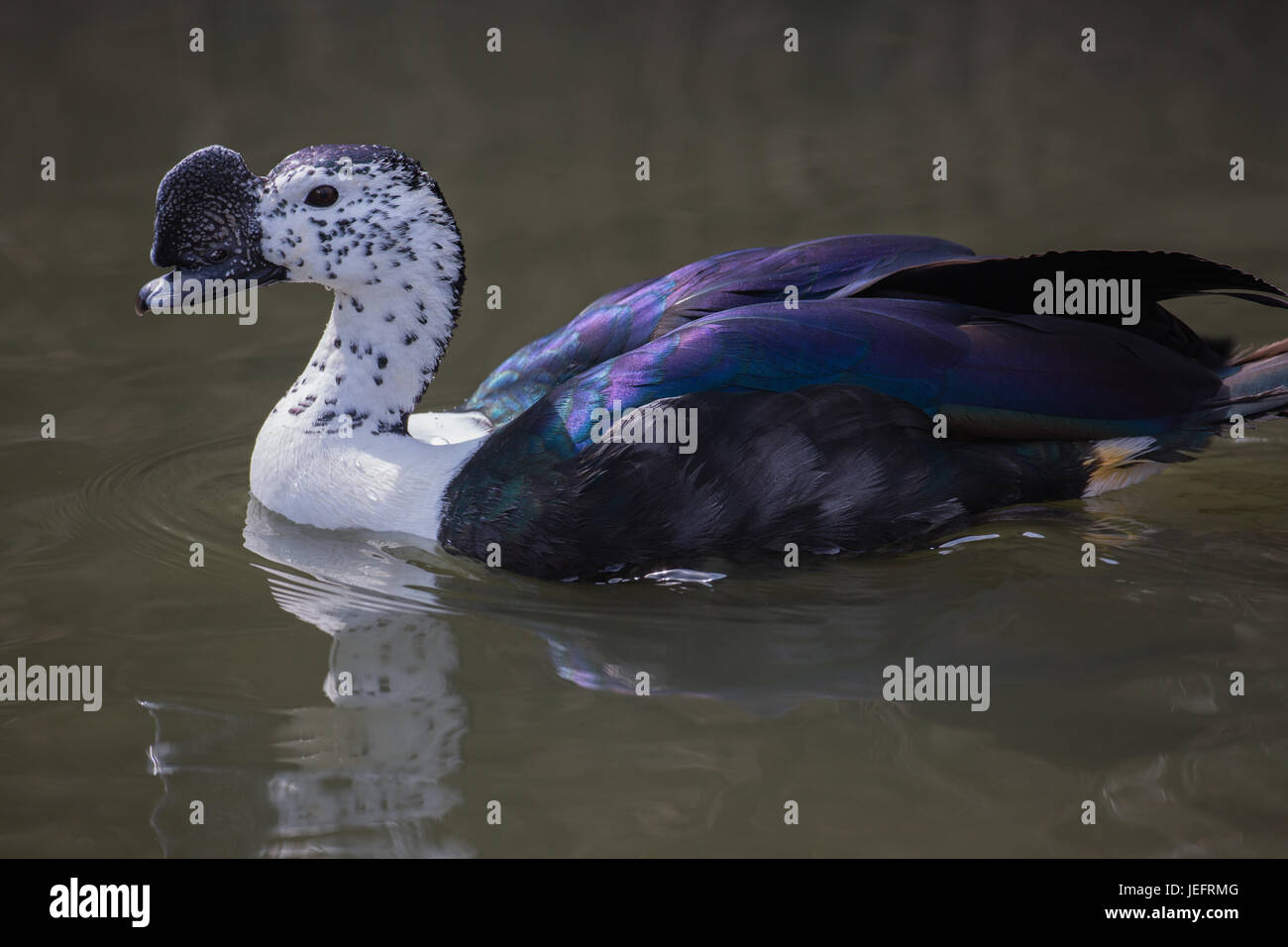 South American Kamm Ente Sarkidiornis Melanotos Carunculatus. Drake oder männlich. Östlichen tropischen Südamerika. Stockfoto
