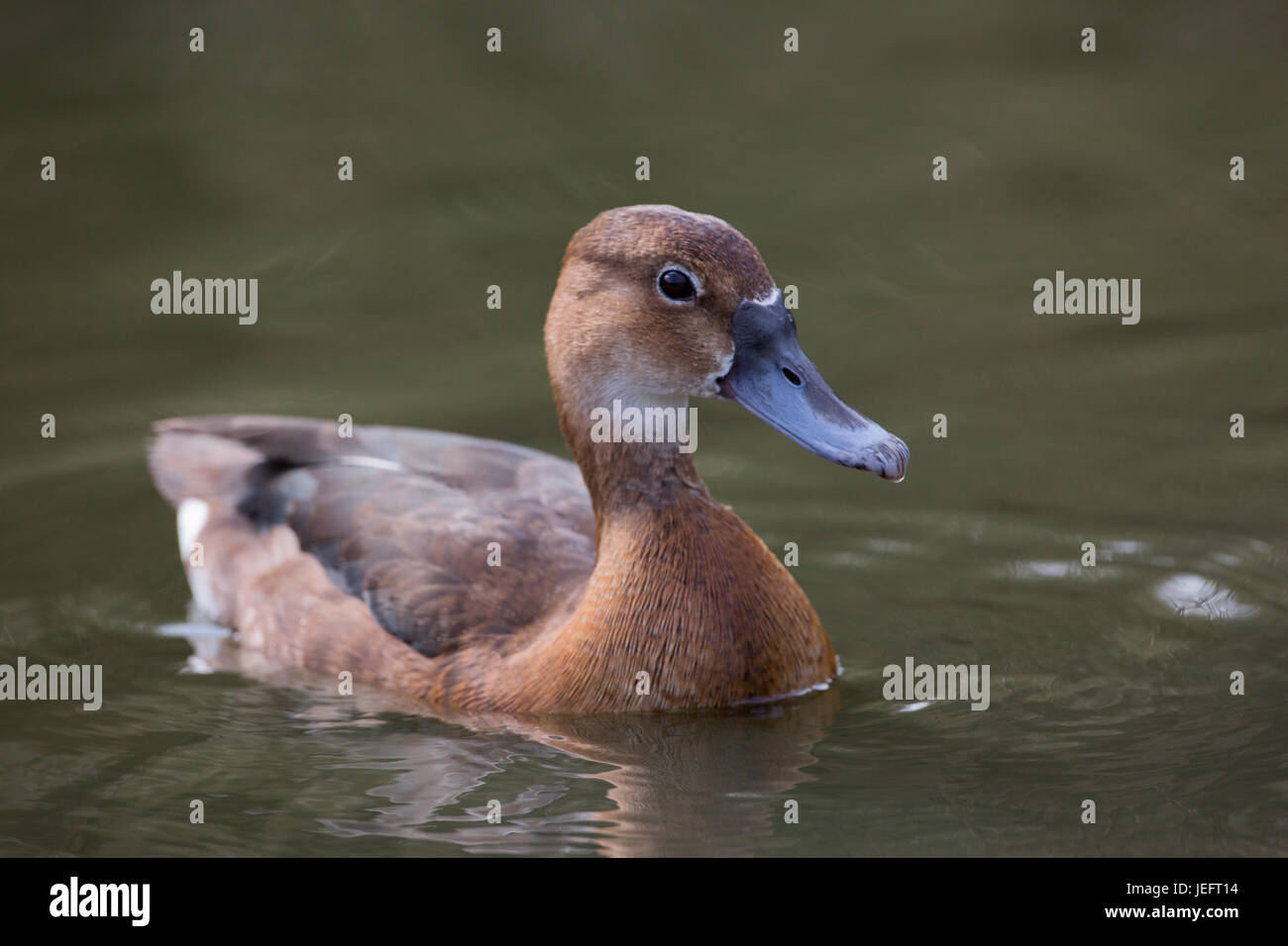 Rosybill. Netta Peposaca. Ente oder weiblich. Eine südamerikanische Tafelenten und ein Tauchenten. Stockfoto