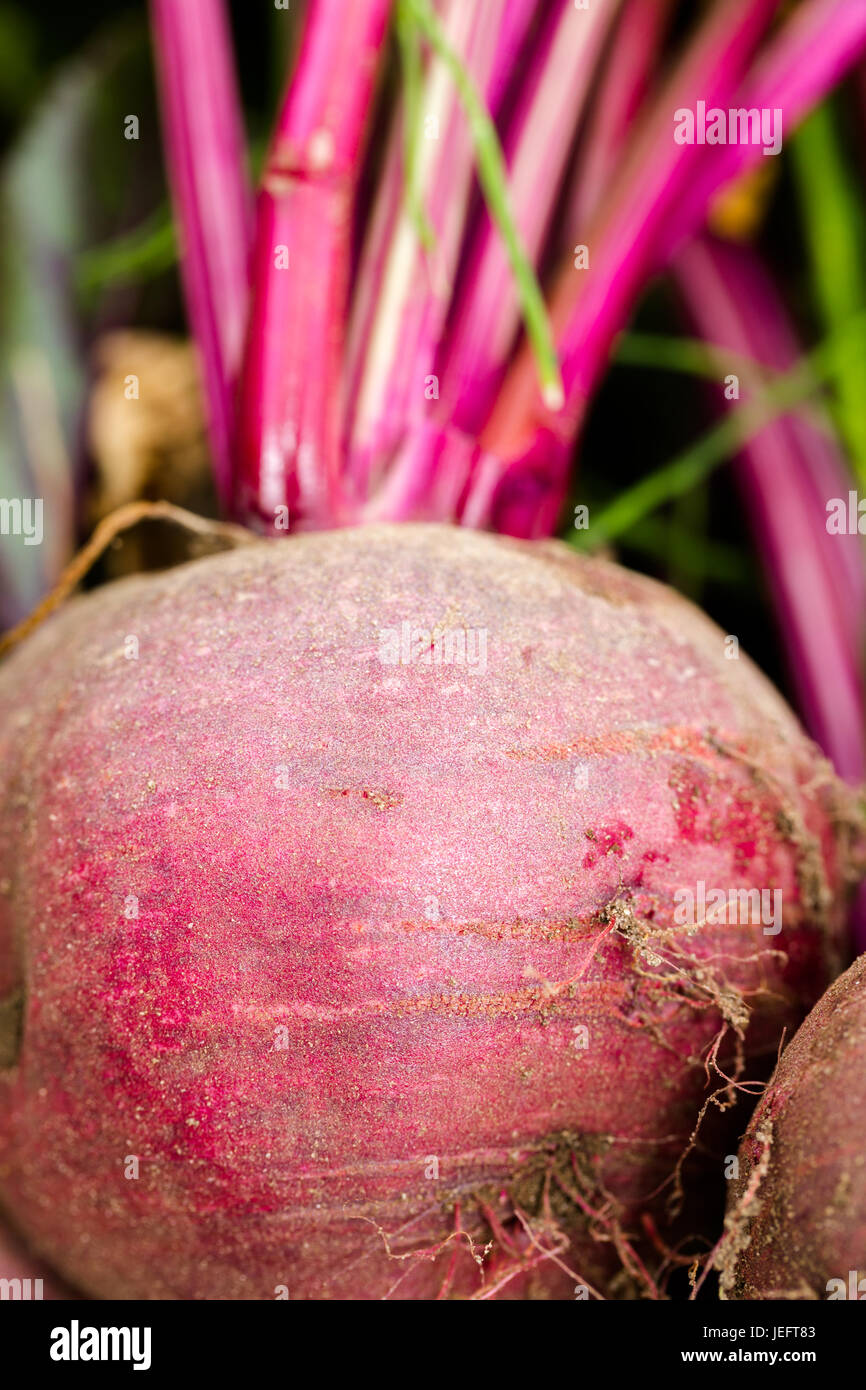 Frische rote Beete im heimischen Garten gepflückt hautnah. Full-Frame Abdeckung Hintergrund vertikale Zusammensetzung Stockfoto