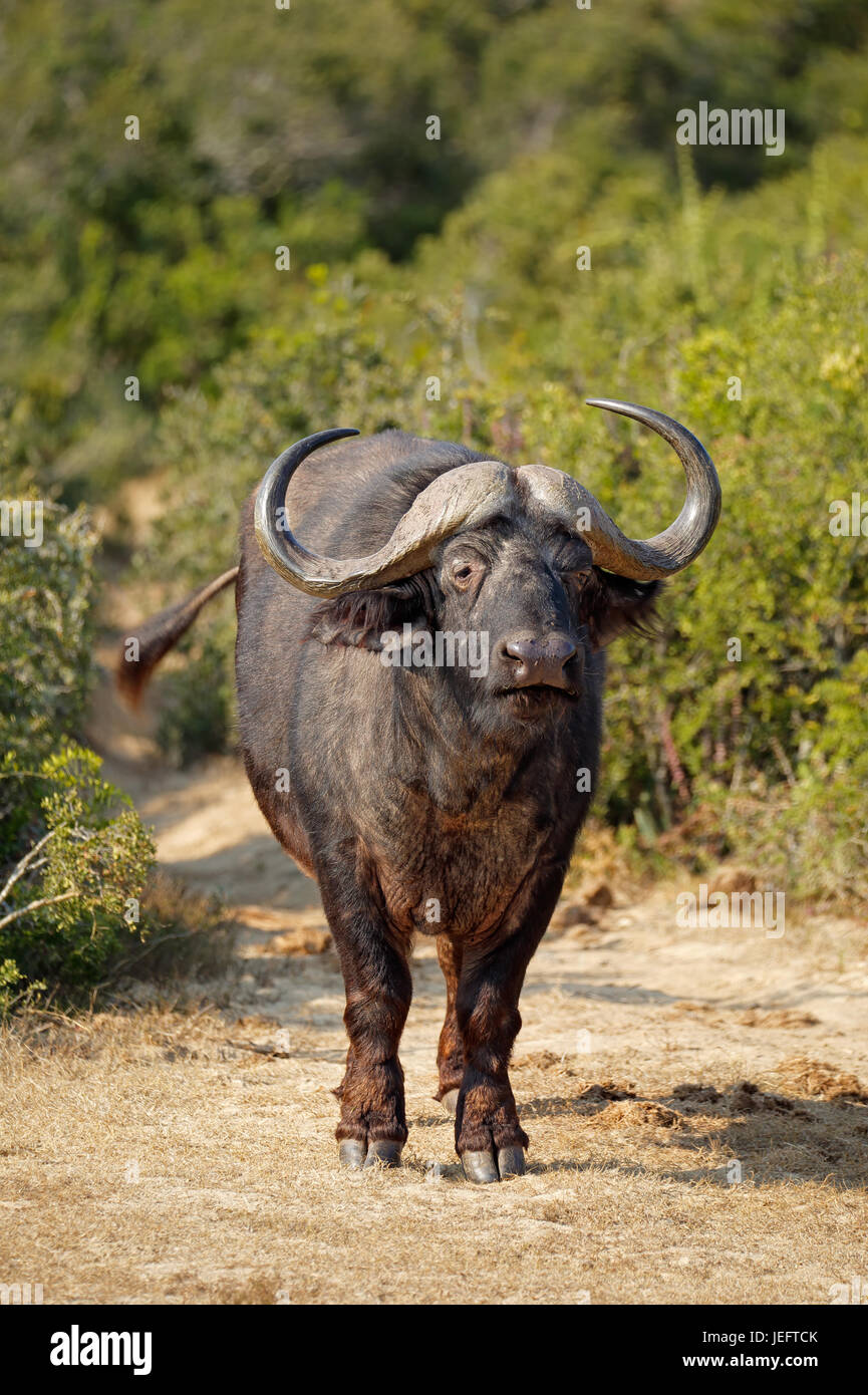 Afrikanischer Büffel (Syncerus Caffer) im natürlichen Lebensraum, Addo National Park, Südafrika Stockfoto