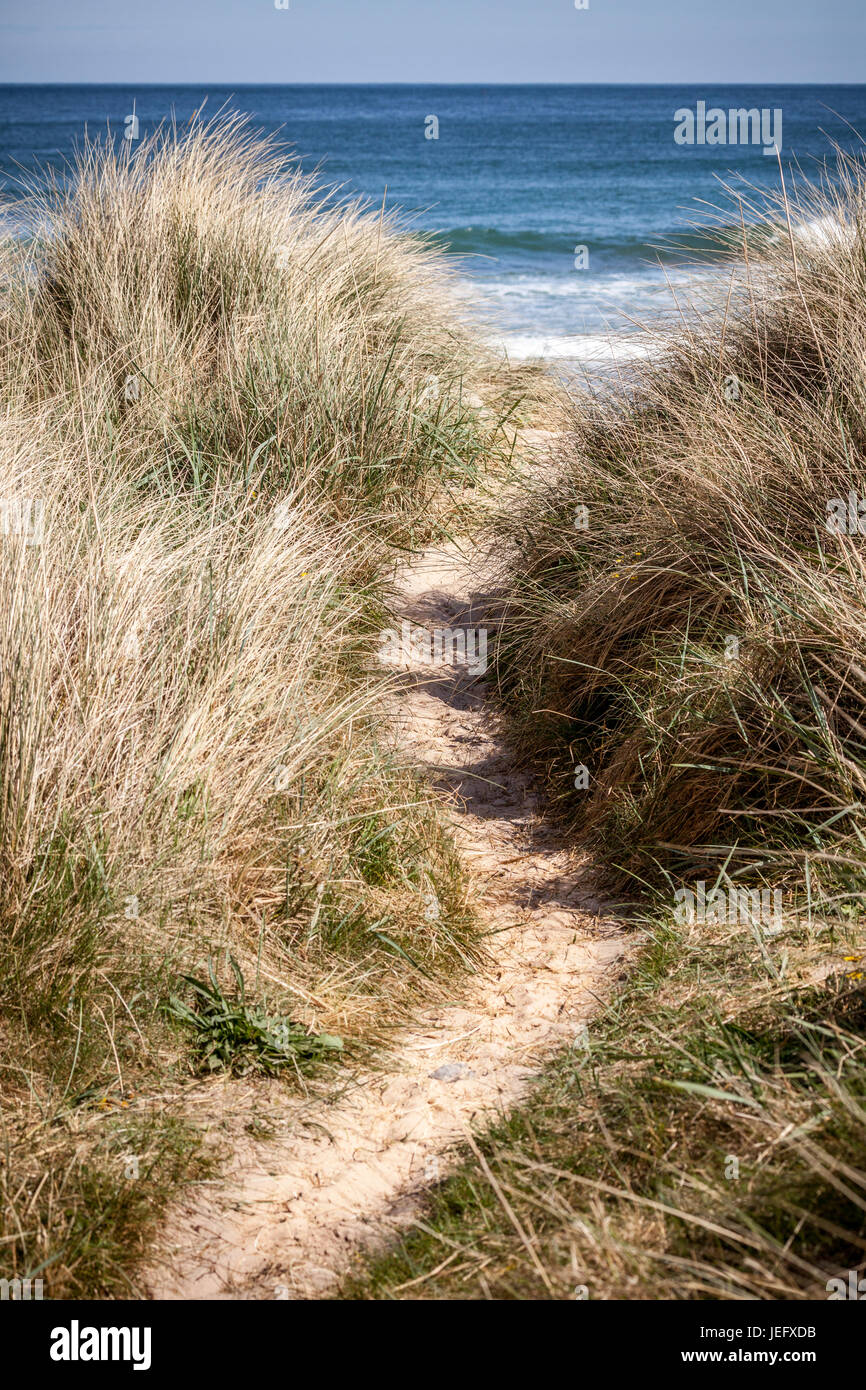 Blick auf die Sanddünen auf der Northumberland Küste, England, UK, Europa. Stockfoto