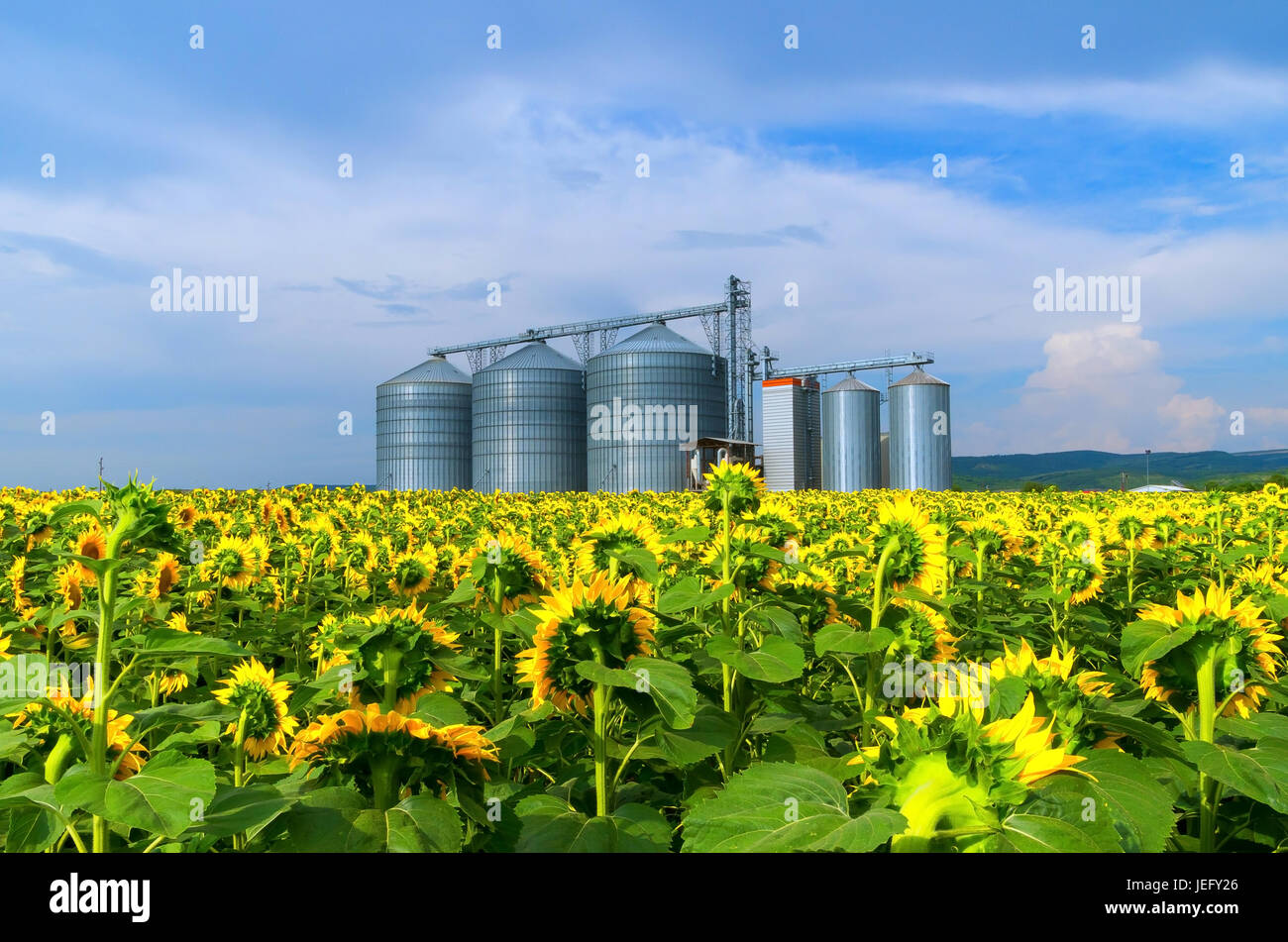 Silos in einem Sonnenblumenfeld. Lagerhaltung der Ernte Stockfoto