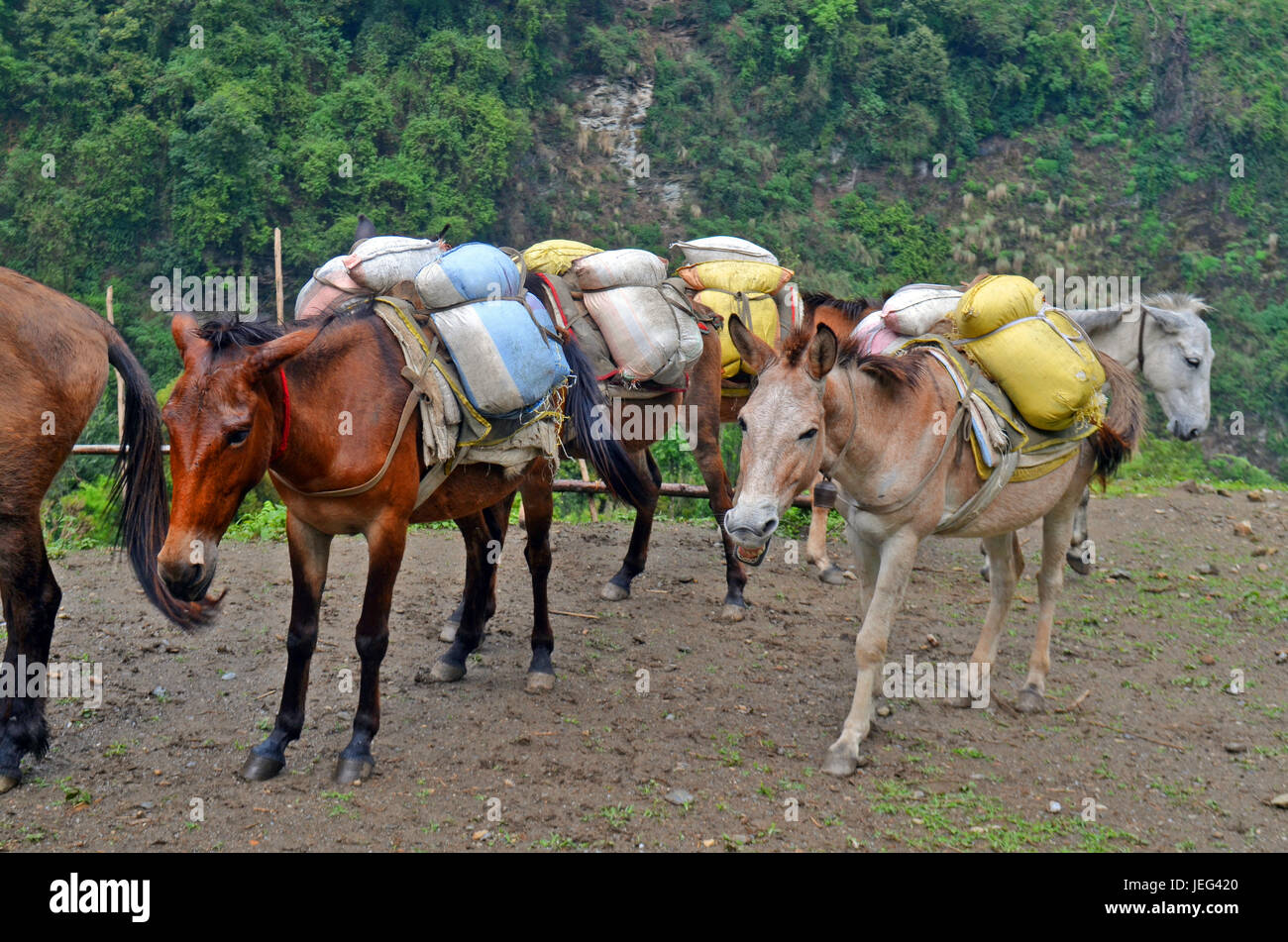 Pferde mit schwer belasten. Nepal Stockfoto