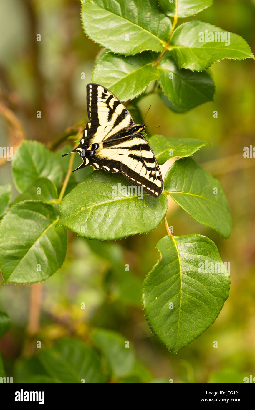 Vertikale Zusammensetzung Gartenpflanze verlässt Schwalbenschwanz Schmetterling Stockfoto