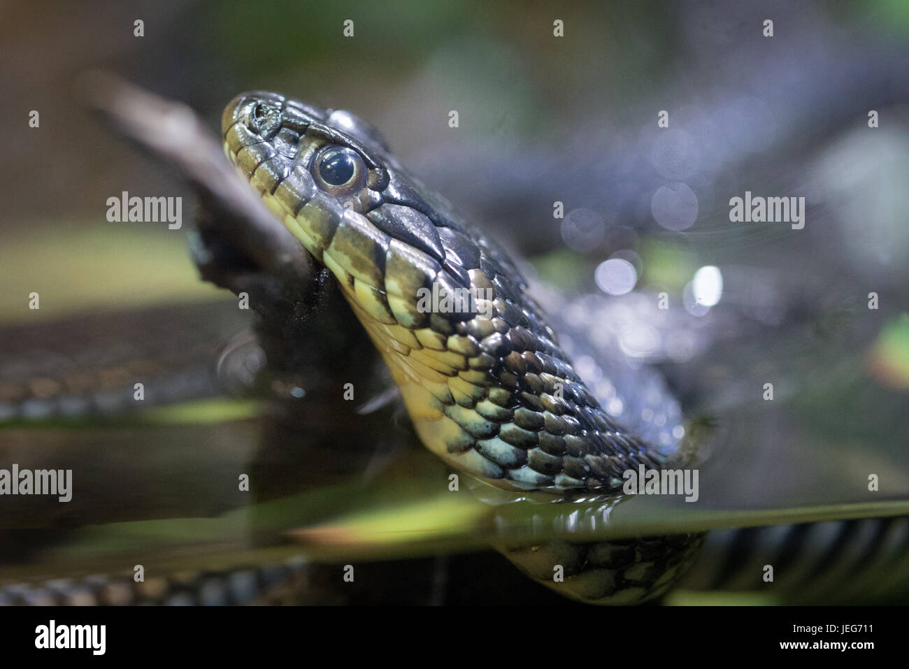 Garter Snake hautnah im Wasser Stockfoto