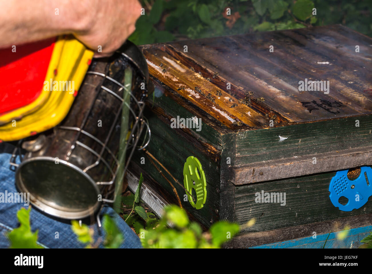 der Imker bereitet einen Bienenstock mit Raucher für Inspektion überprüft den Bienenstock frames Stockfoto