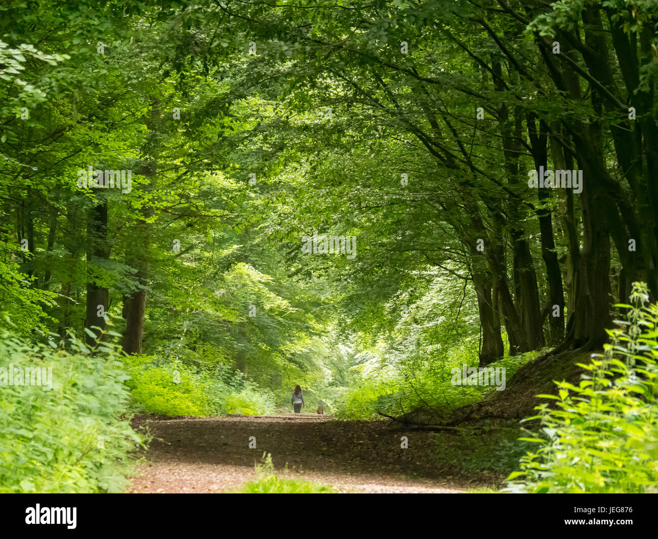 Spaziergang mit dem Hund durch den Wald Buchenholz im Frühling Stockfoto